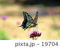 アゲハ