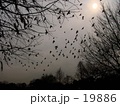 霞