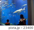 千歳サケのふるさと館