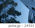 ユーカリの木・・・