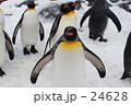 ペンギン