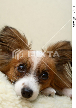 パピヨン　犬