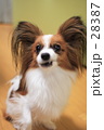 「パピヨン　犬」の写真 [28387]