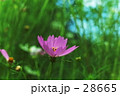 野の花