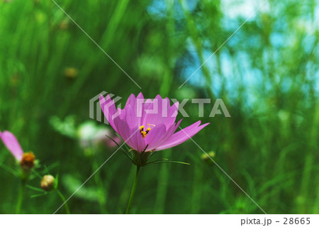 野の花 野の花