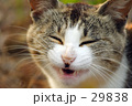 素材ナンバー 29838 : 「にゃんこスマーイル♪」