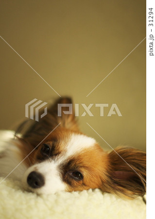 パピヨン　犬
