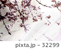 春色.ぬくもり..春コンテンツ.桜.[Still Warm]
