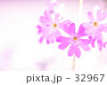 桃色