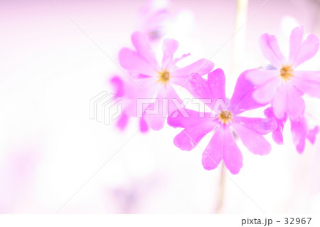 桃色 桃色