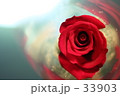 薔薇