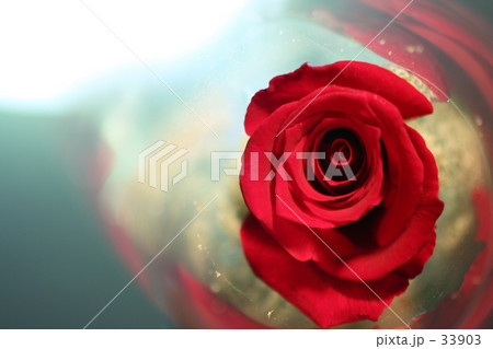 薔薇