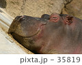 カバ
