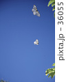 空蝶