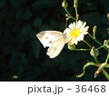 花と蝶