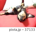 魚になった夢