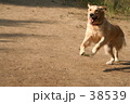 ゴールデンレトリバー　走る