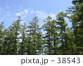 木々と青空