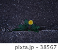 ダンデライオン