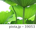 初夏の風