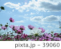 秋桜と雲