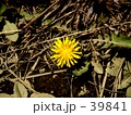 たんぽぽ
