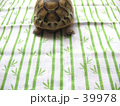 ギリシャリクガメのきぃちゃん
