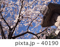 参道のソメイヨシノ