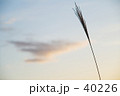 つばさ