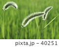 えのころぐさ