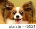 パピヨン　犬