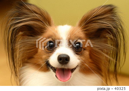 パピヨン　犬