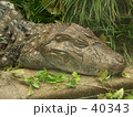 寝てるわに