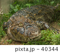 わに