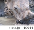 素材ナンバー 40944 : 「サイ」