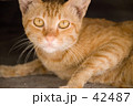 逃げ腰のにゃんこ