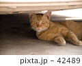 にゃに（何）っ？