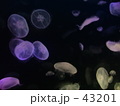 Jelly Fish