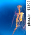 Jelly Fish