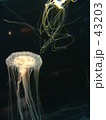Jelly Fish