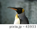 素材ナンバー 43933 : 「キングペンギン」