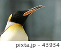 素材ナンバー 43934 : 「キングペンギン」
