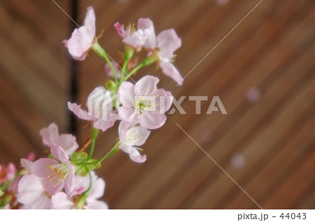 和sakura