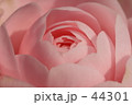 椿
