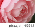 椿