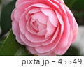 椿