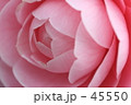 椿