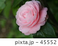 乙女椿