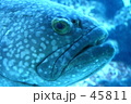 ｆ0164