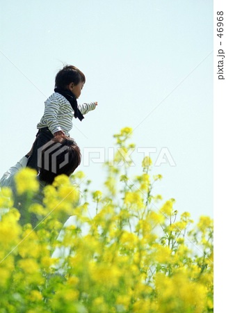 菜の花畑でたかいたかい